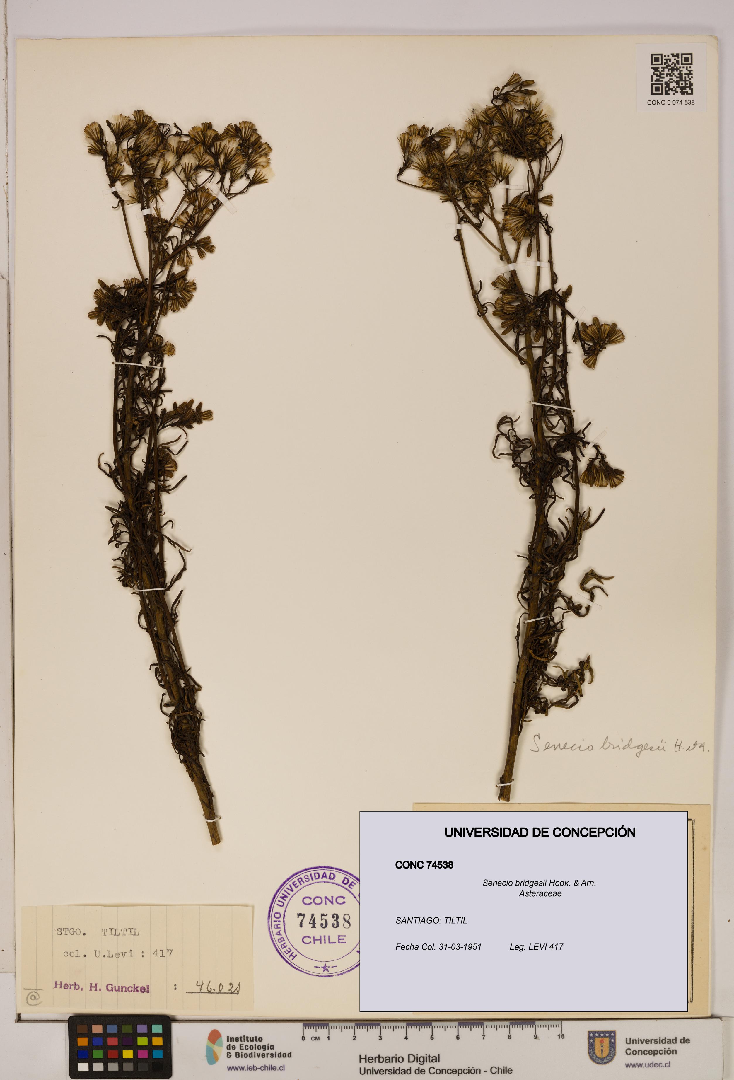 Senecio bridgesii [Espécimen: UDEC:CONC:0074538]