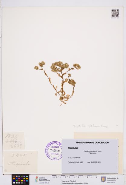 Triptilion gibbosum [Espécimen: ]