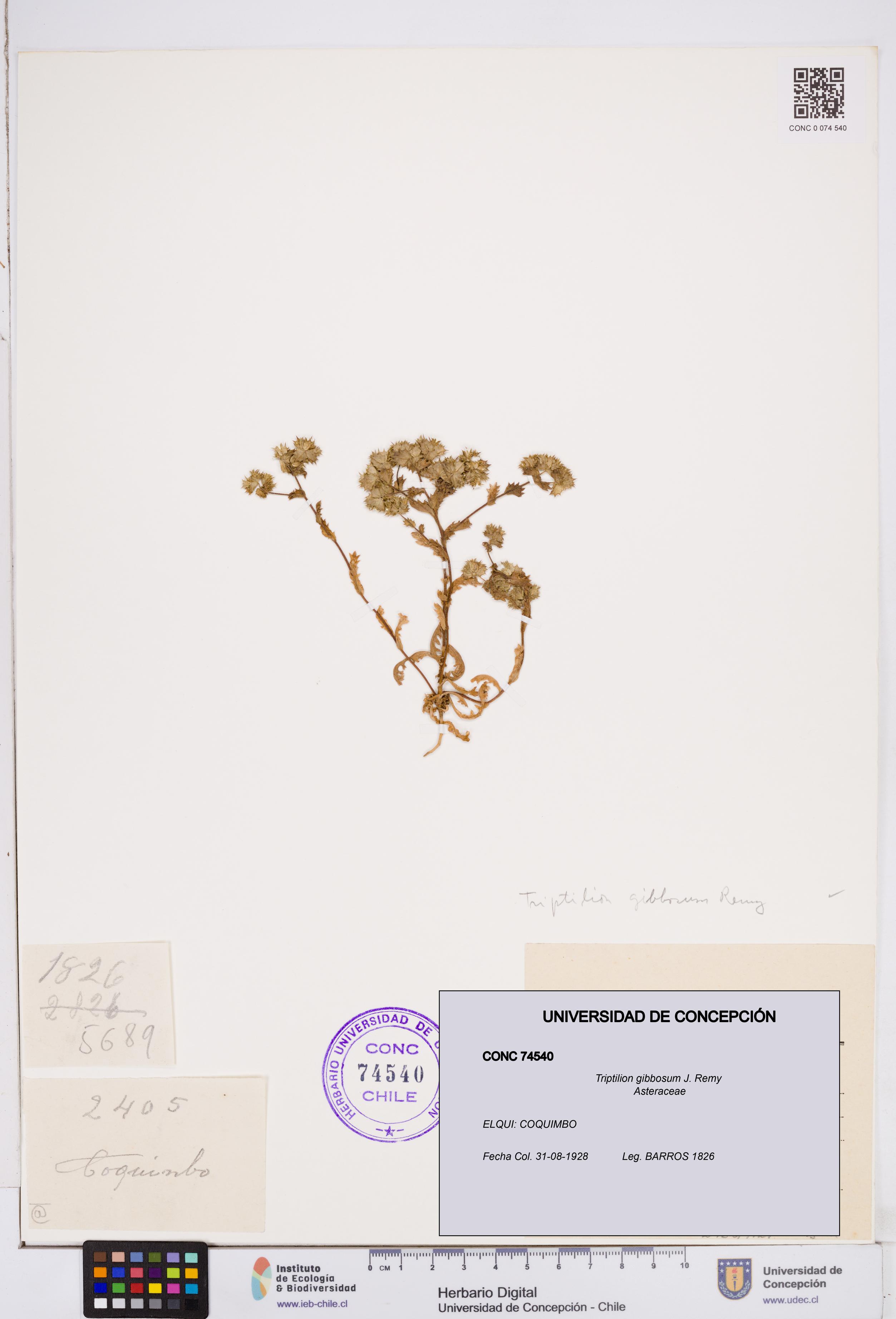 Triptilion gibbosum [Espécimen: ]