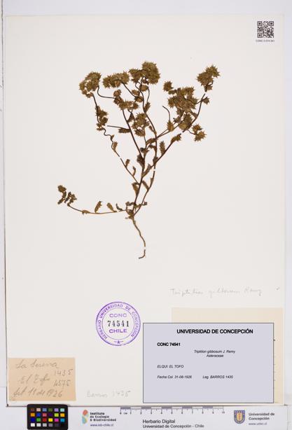Triptilion gibbosum [Espécimen: ]