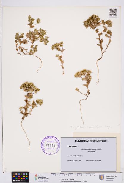 Triptilion cordifolium [Espécimen: ]