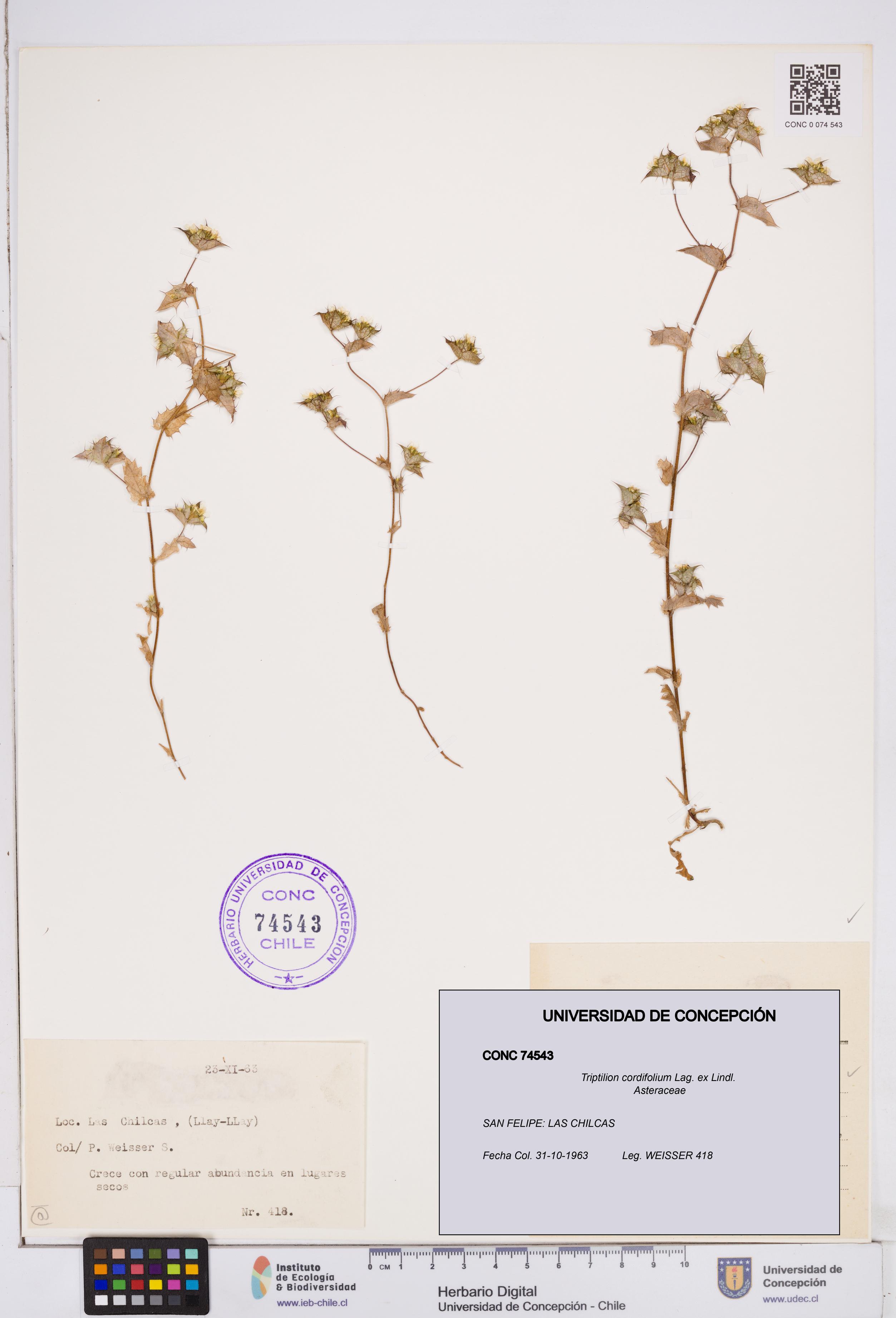 Triptilion cordifolium [Espécimen: ]