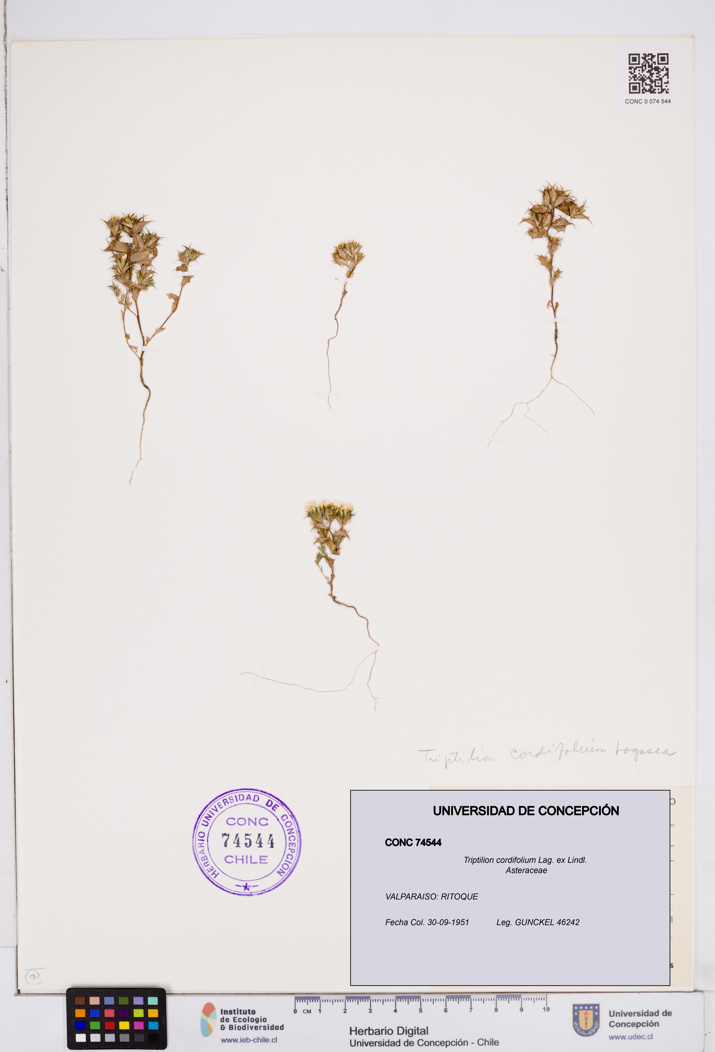 Triptilion cordifolium [Espécimen: ]