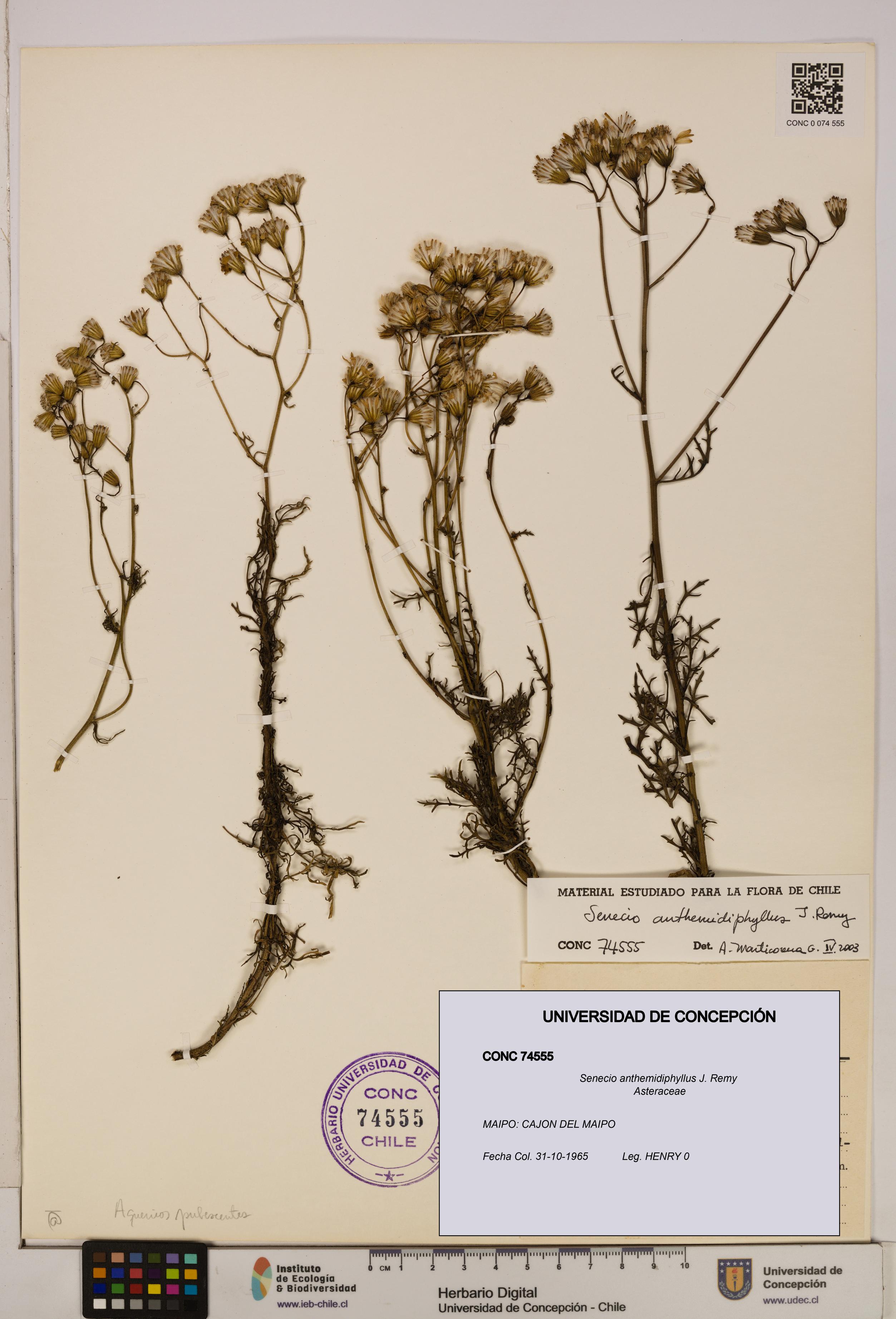 Senecio anthemidiphyllus [Espécimen: UDEC:CONC:0074555]