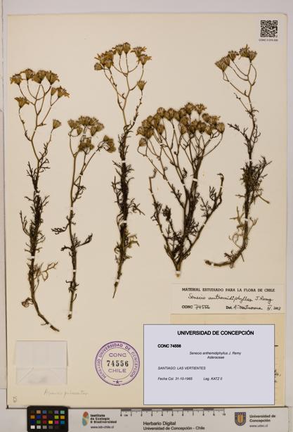 Senecio anthemidiphyllus [Espécimen: UDEC:CONC:0074556]