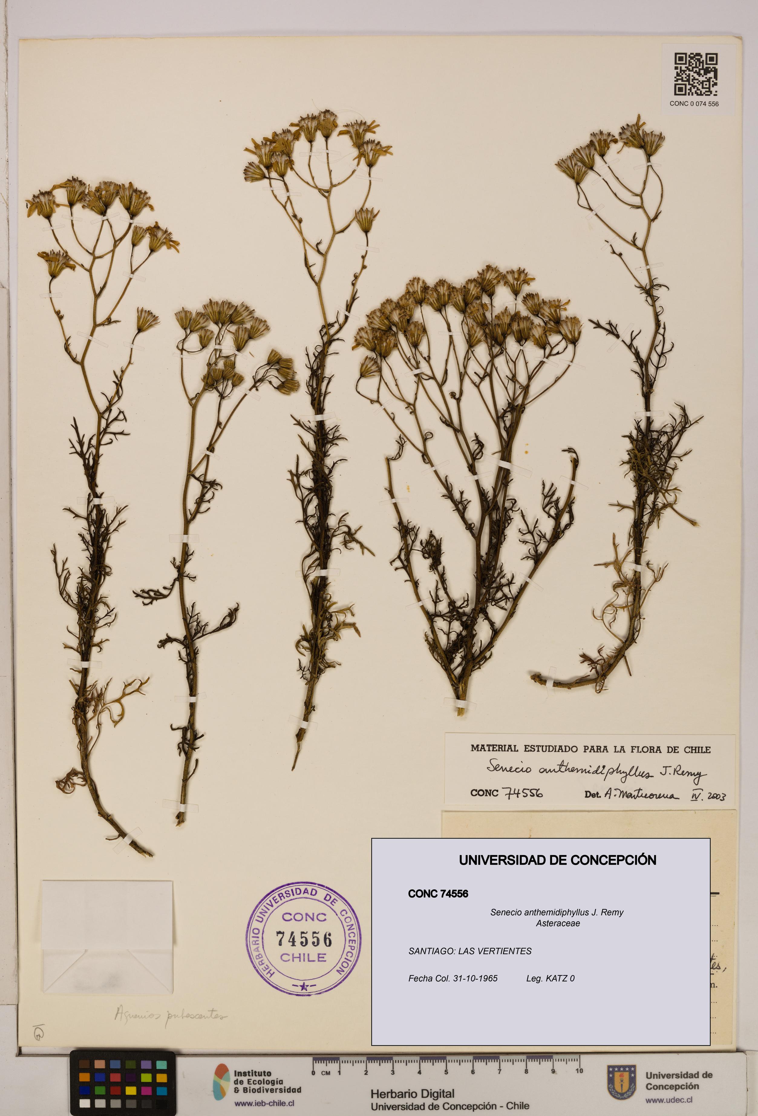 Senecio anthemidiphyllus [Espécimen: UDEC:CONC:0074556]