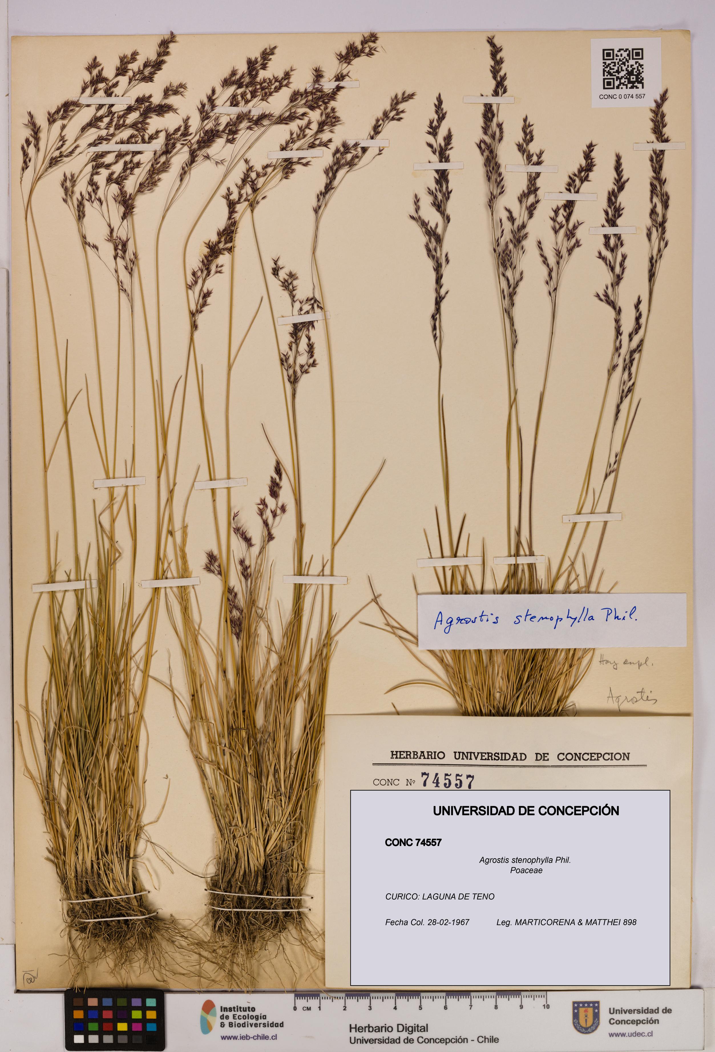 Agrostis stenophylla [Espécimen: UDEC:CONC:0074557]