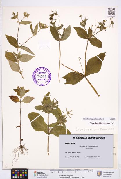 Sigesbeckia jorullensis [Espécimen: ]