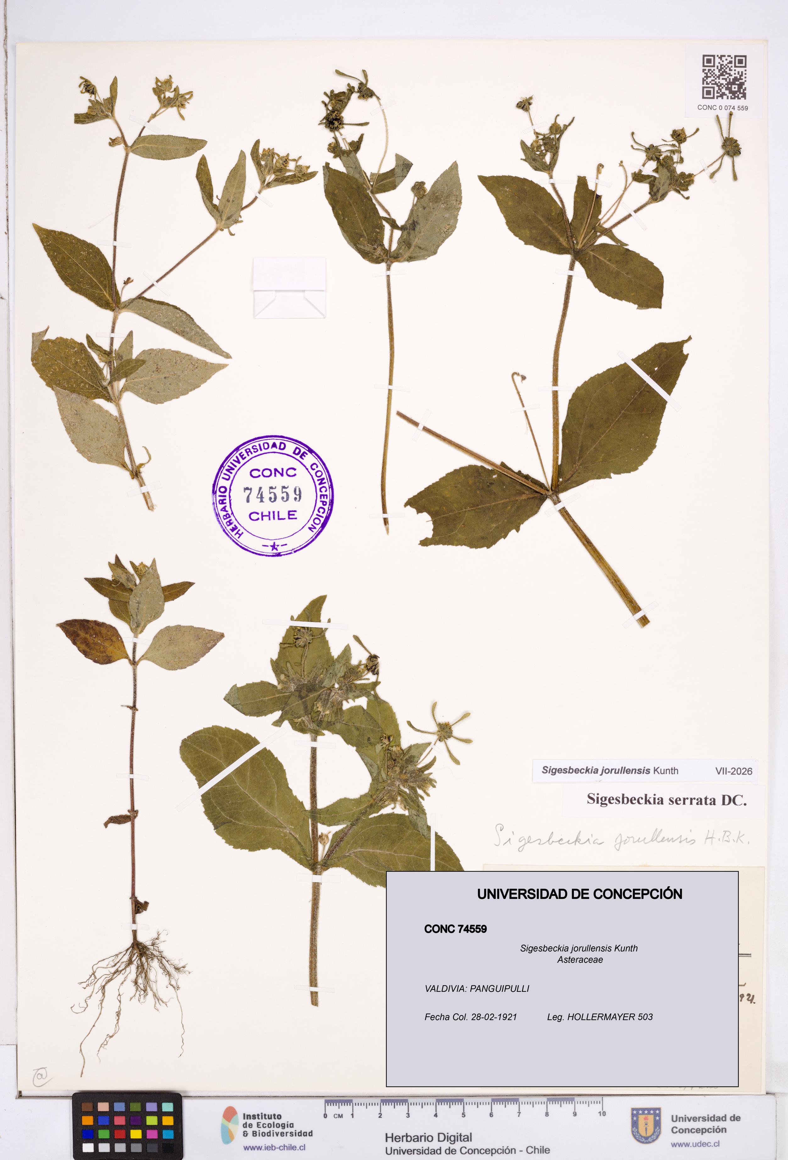 Sigesbeckia jorullensis [Espécimen: ]