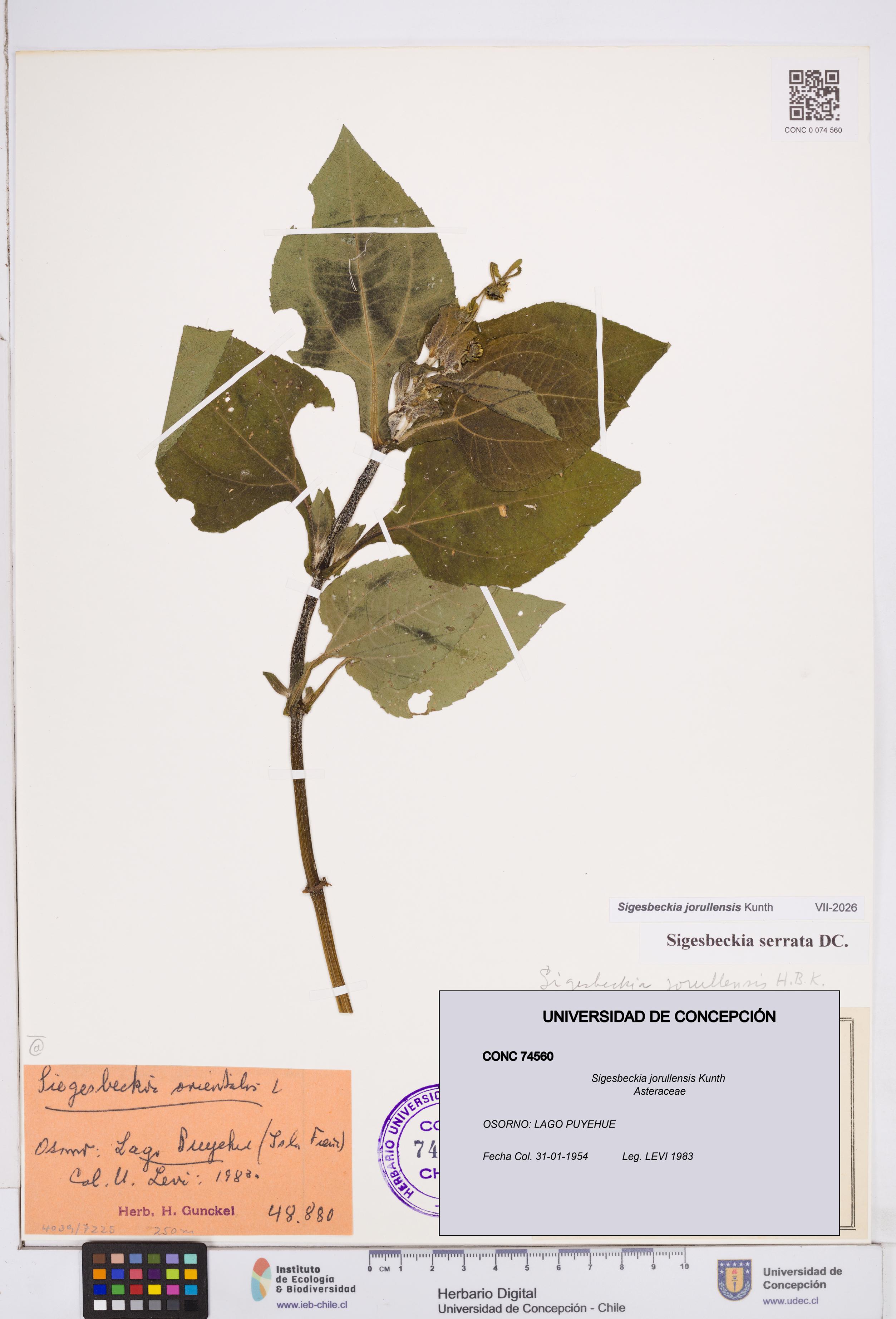 Sigesbeckia jorullensis [Espécimen: ]