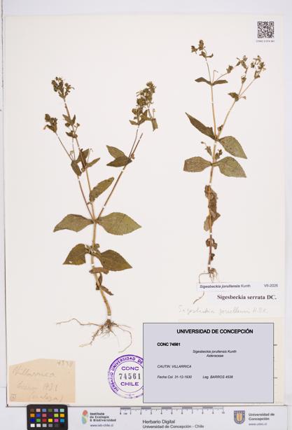 Sigesbeckia jorullensis [Espécimen: ]