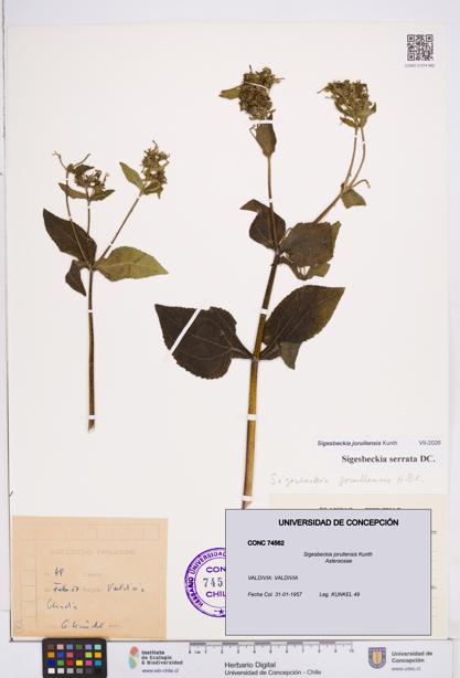 Sigesbeckia jorullensis [Espécimen: ]