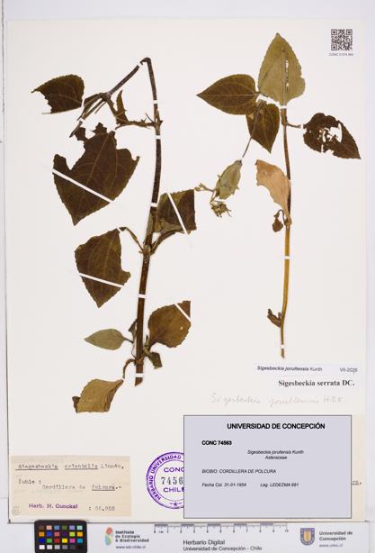 Sigesbeckia jorullensis [Espécimen: ]
