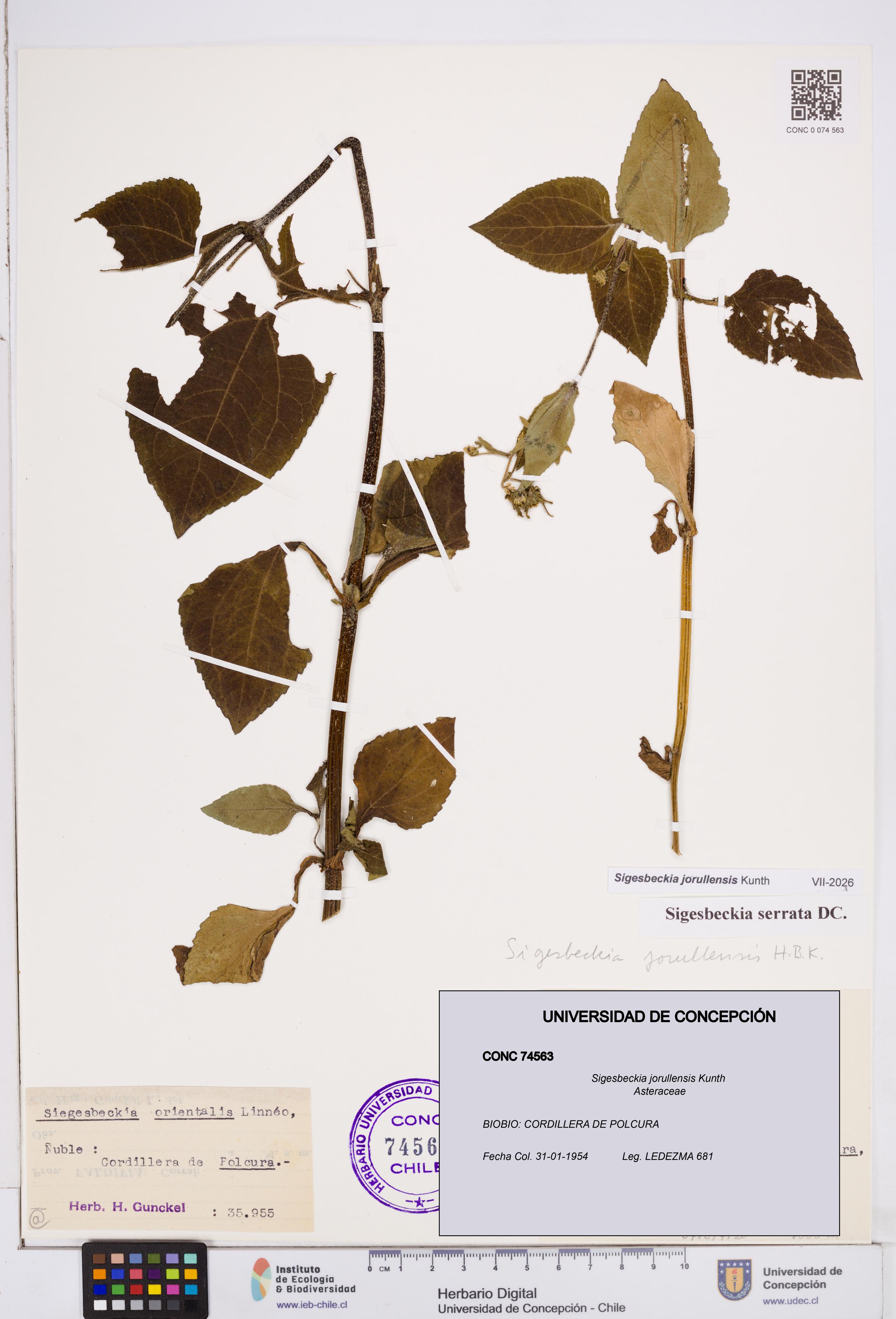 Sigesbeckia jorullensis [Espécimen: ]