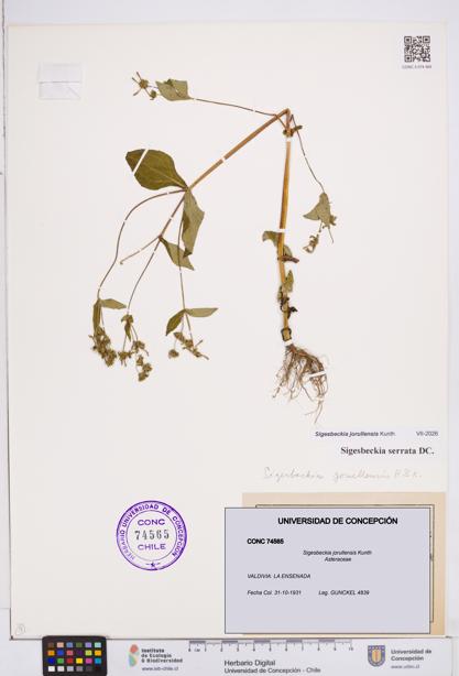 Sigesbeckia jorullensis [Espécimen: ]