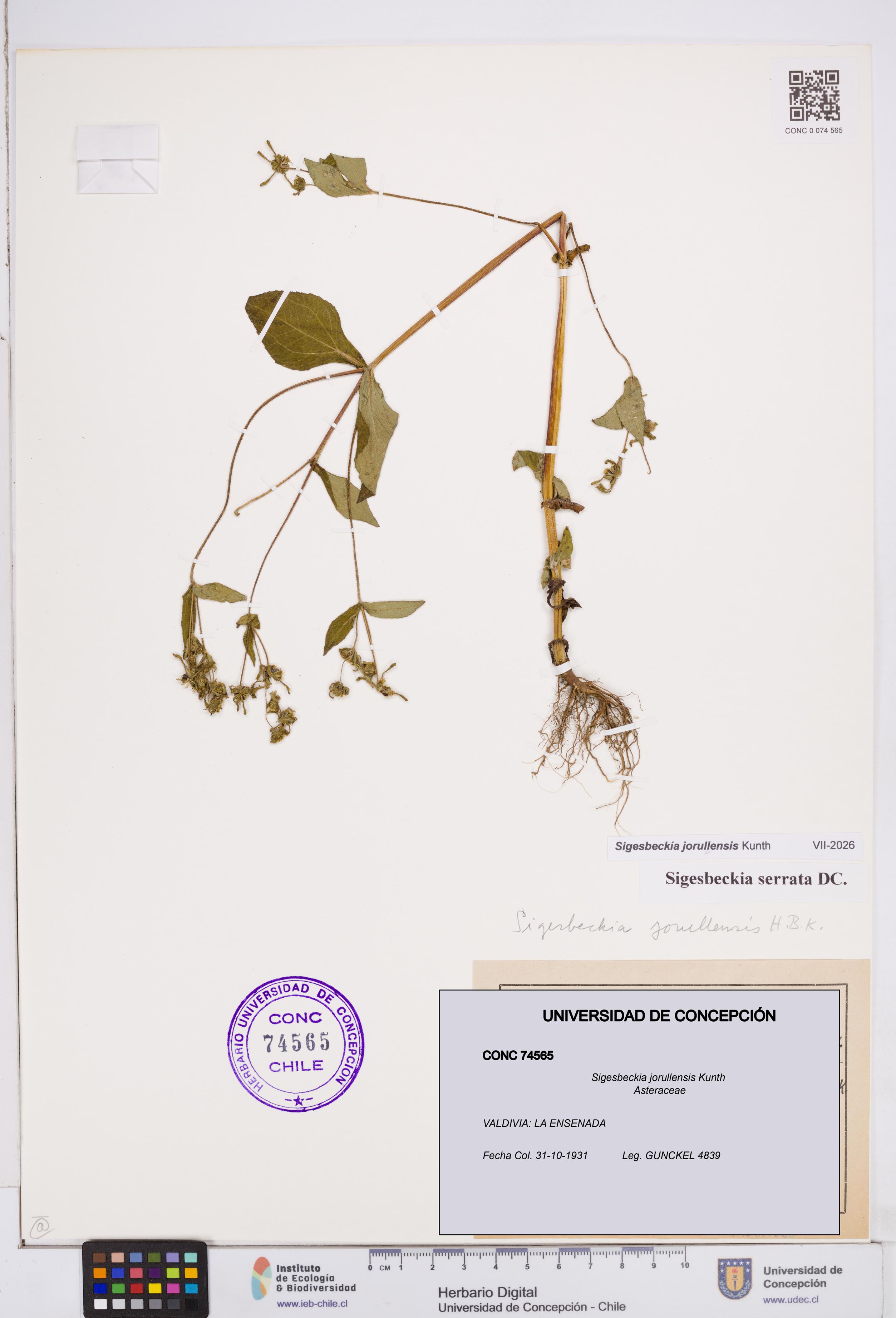 Sigesbeckia jorullensis [Espécimen: ]