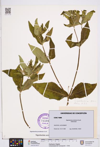 Sigesbeckia jorullensis [Espécimen: ]