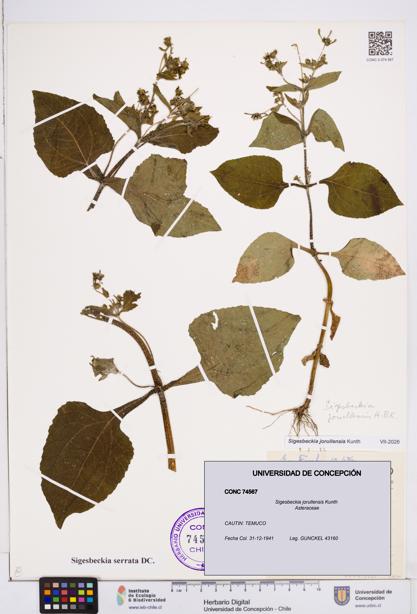 Sigesbeckia jorullensis [Espécimen: ]