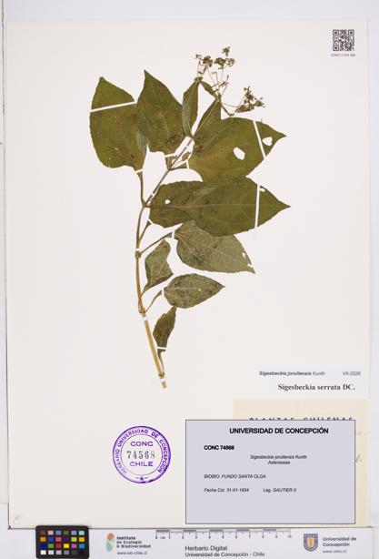 Sigesbeckia jorullensis [Espécimen: ]