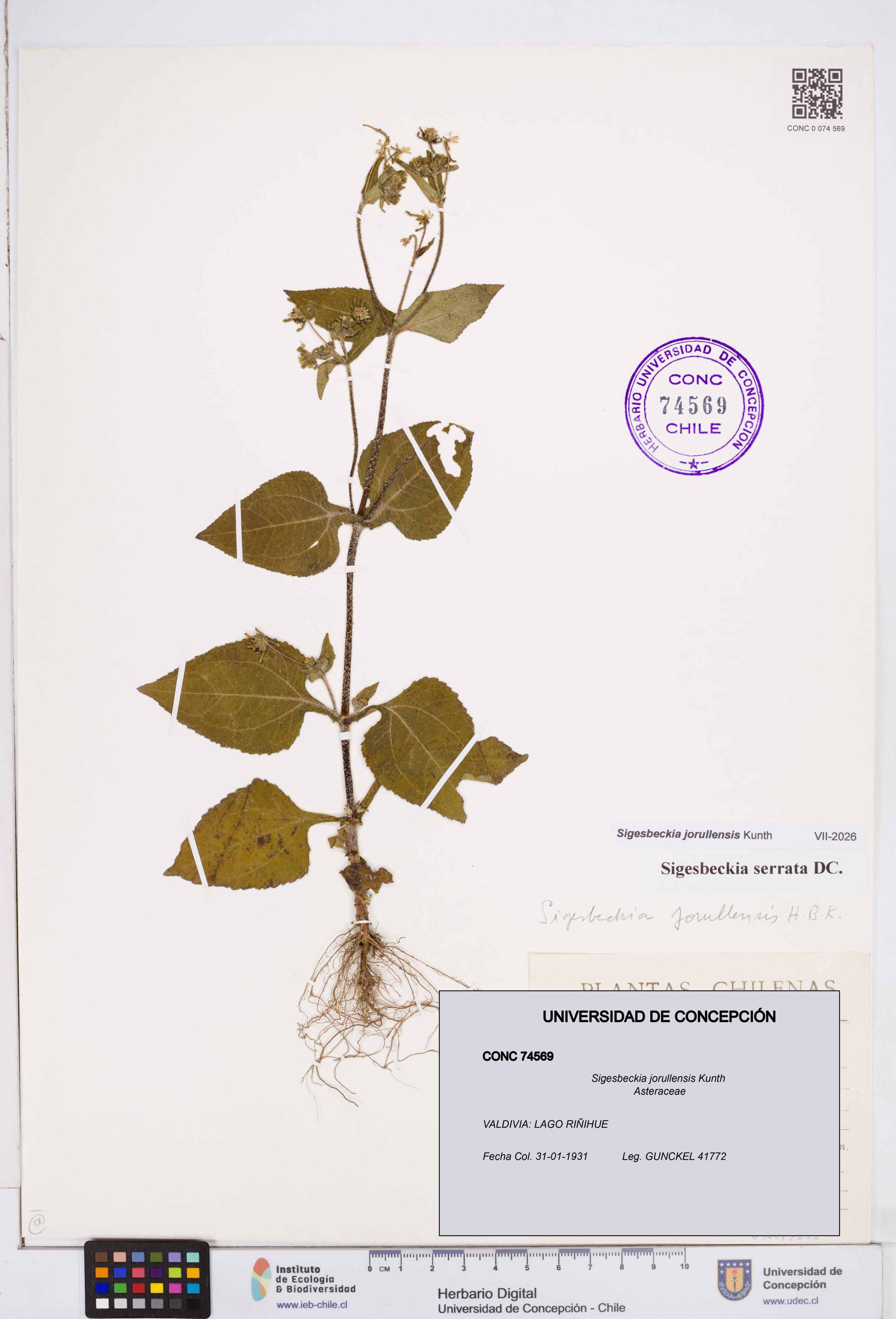 Sigesbeckia jorullensis [Espécimen: ]
