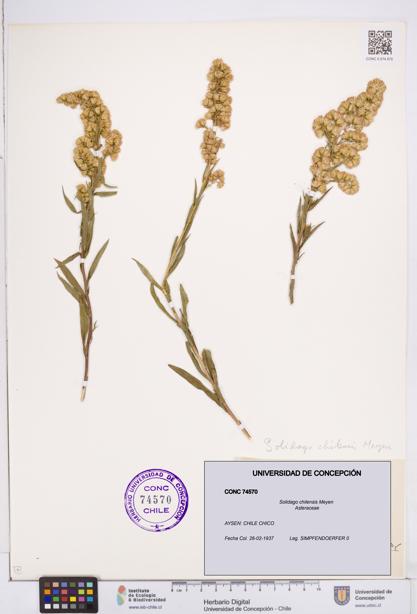 Solidago chilensis [Espécimen: ]