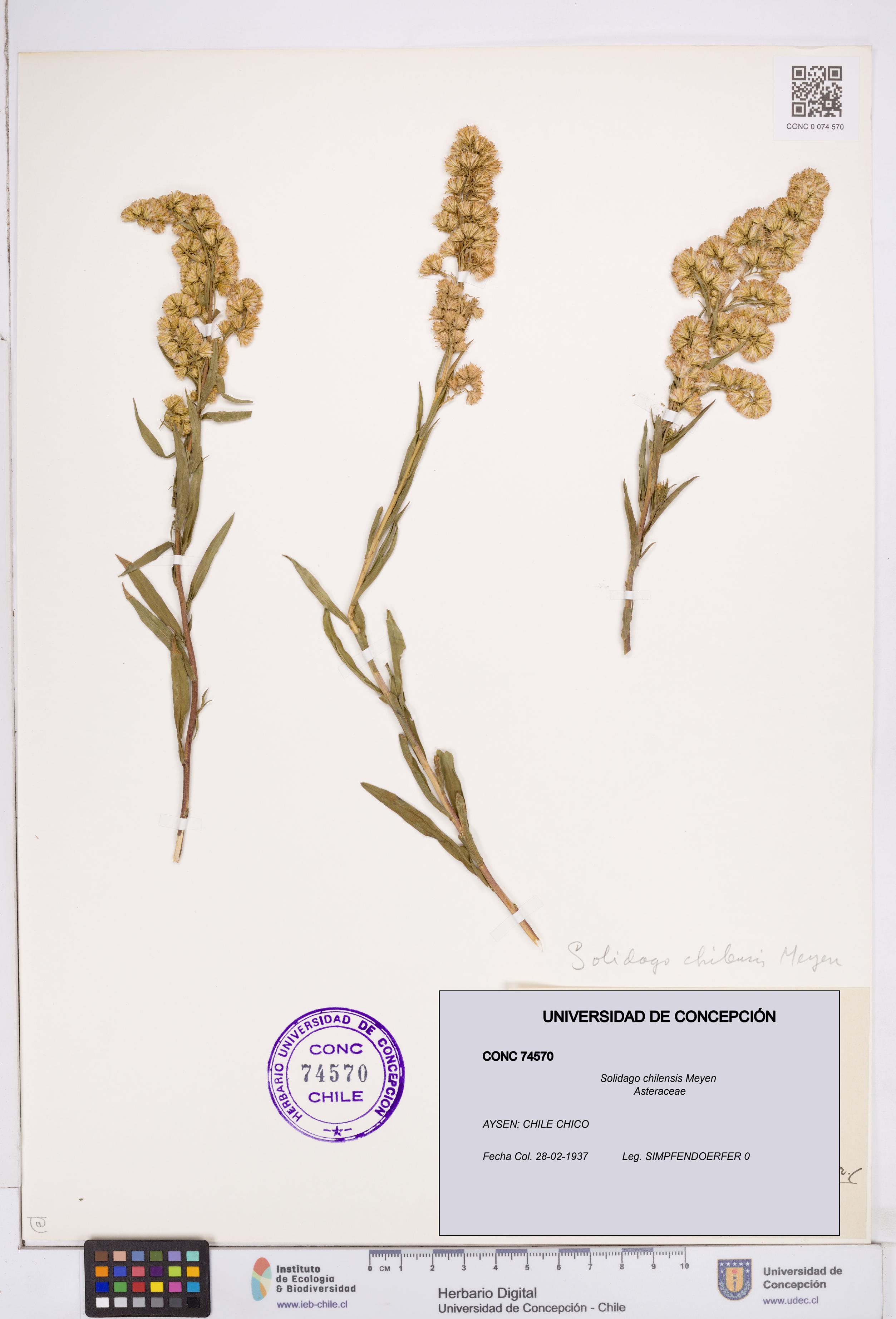 Solidago chilensis [Espécimen: ]