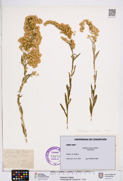 Solidago chilensis [Espécimen: ]