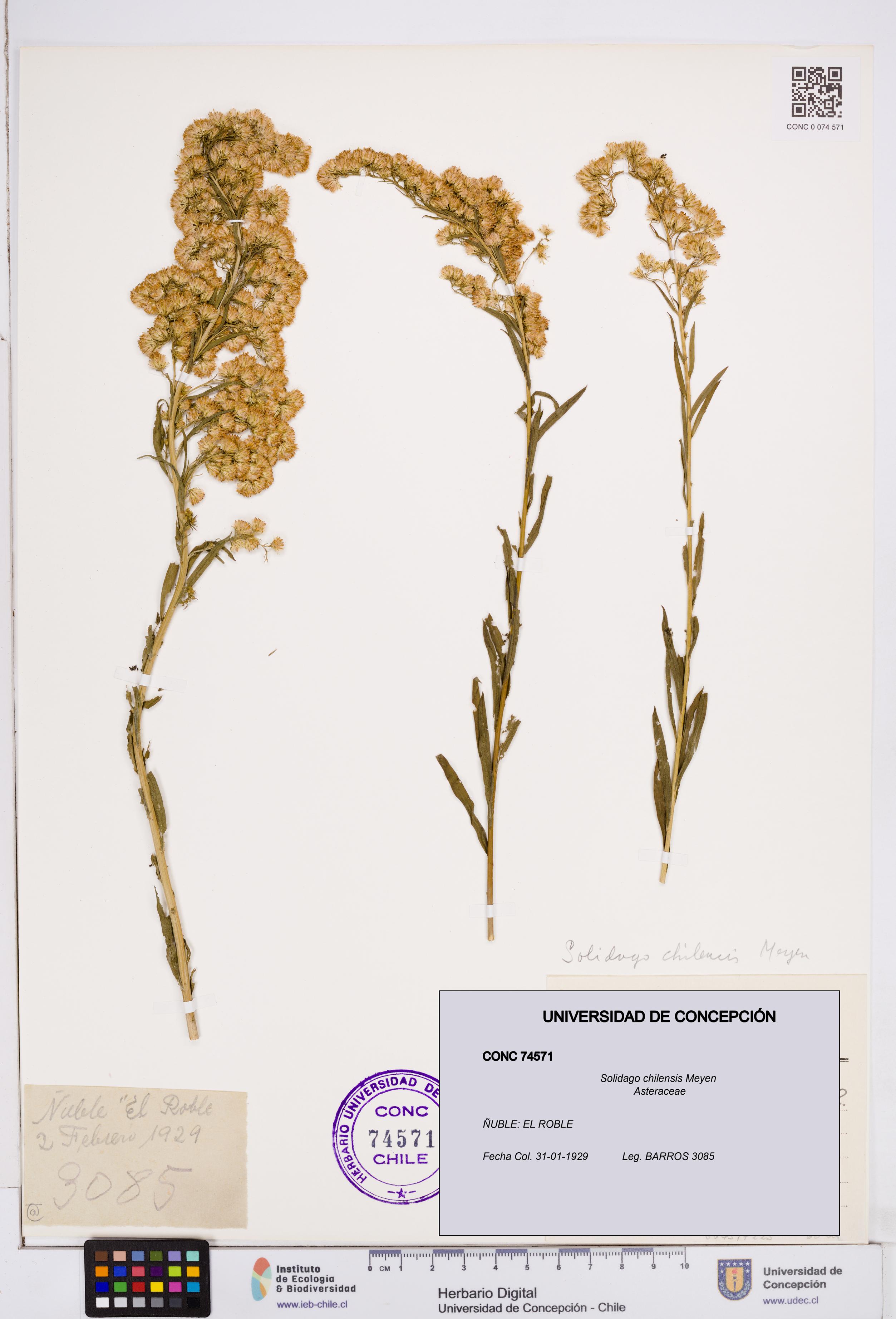 Solidago chilensis [Espécimen: ]