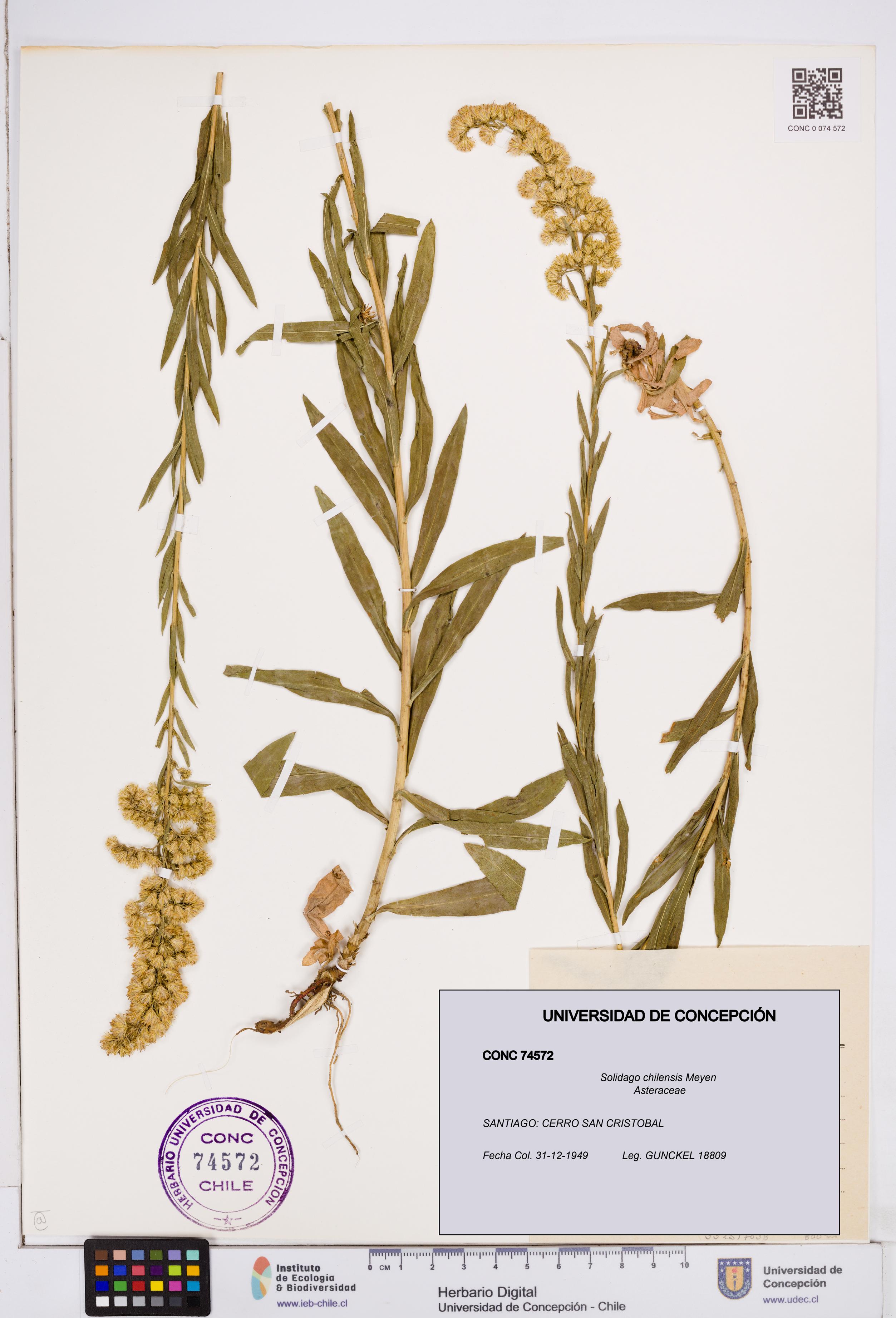 Solidago chilensis [Espécimen: ]