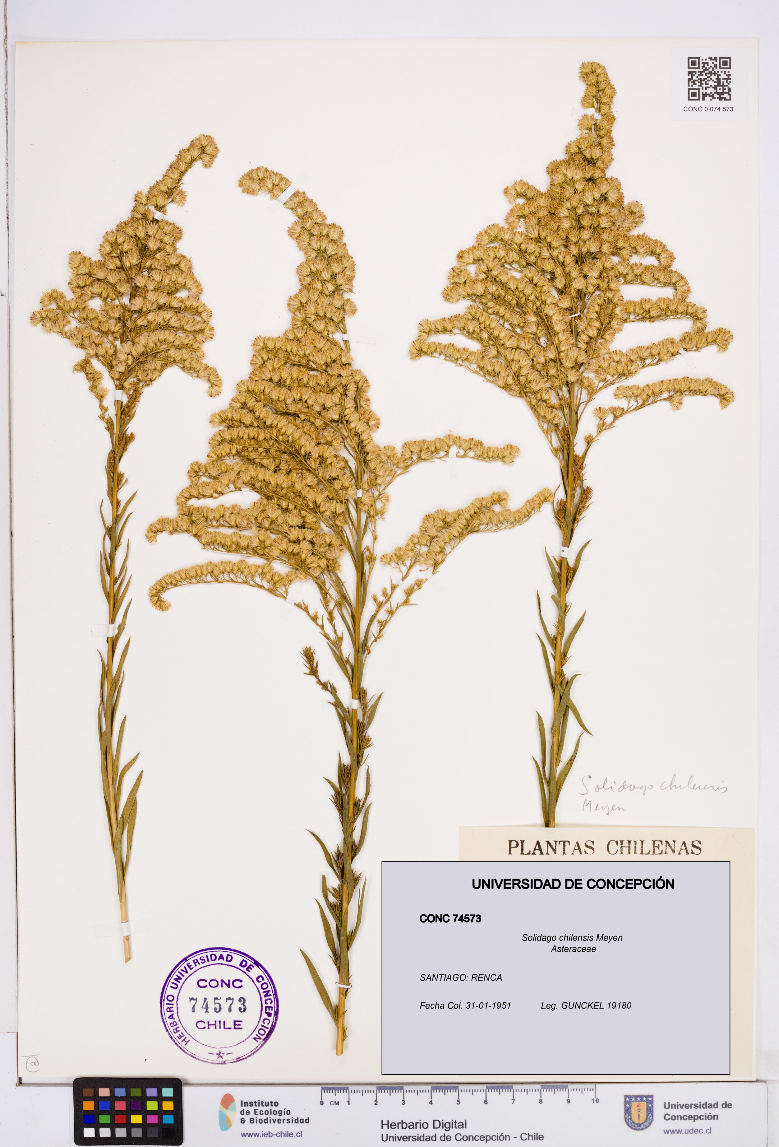 Solidago chilensis [Espécimen: ]