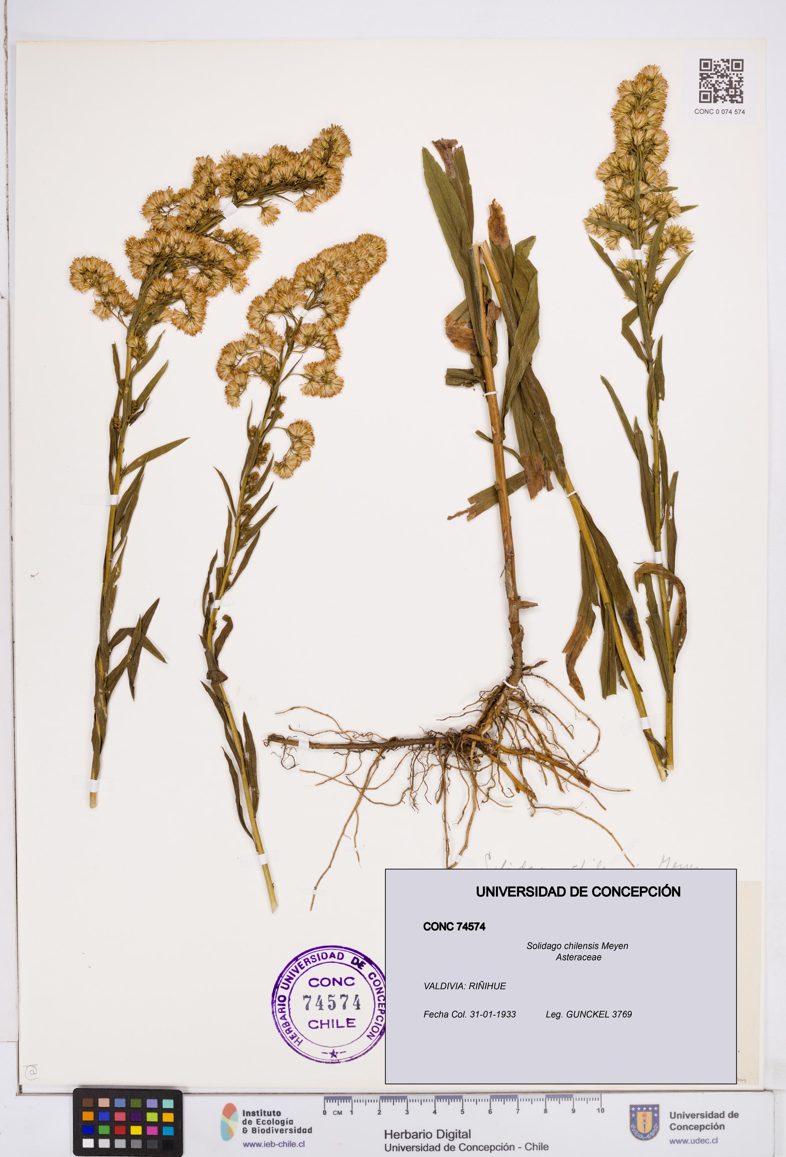 Solidago chilensis [Espécimen: ]