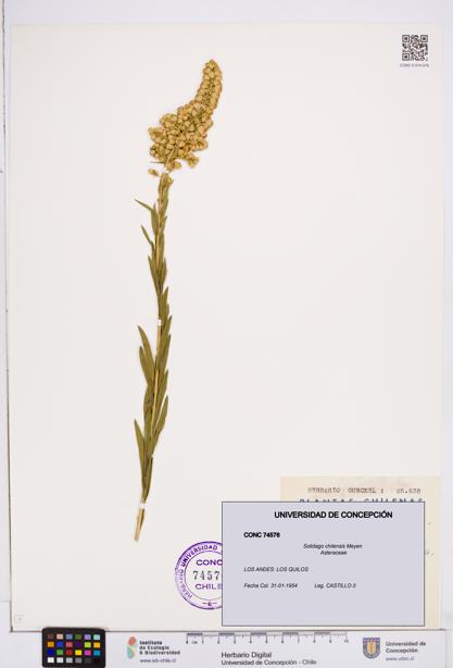 Solidago chilensis [Espécimen: ]