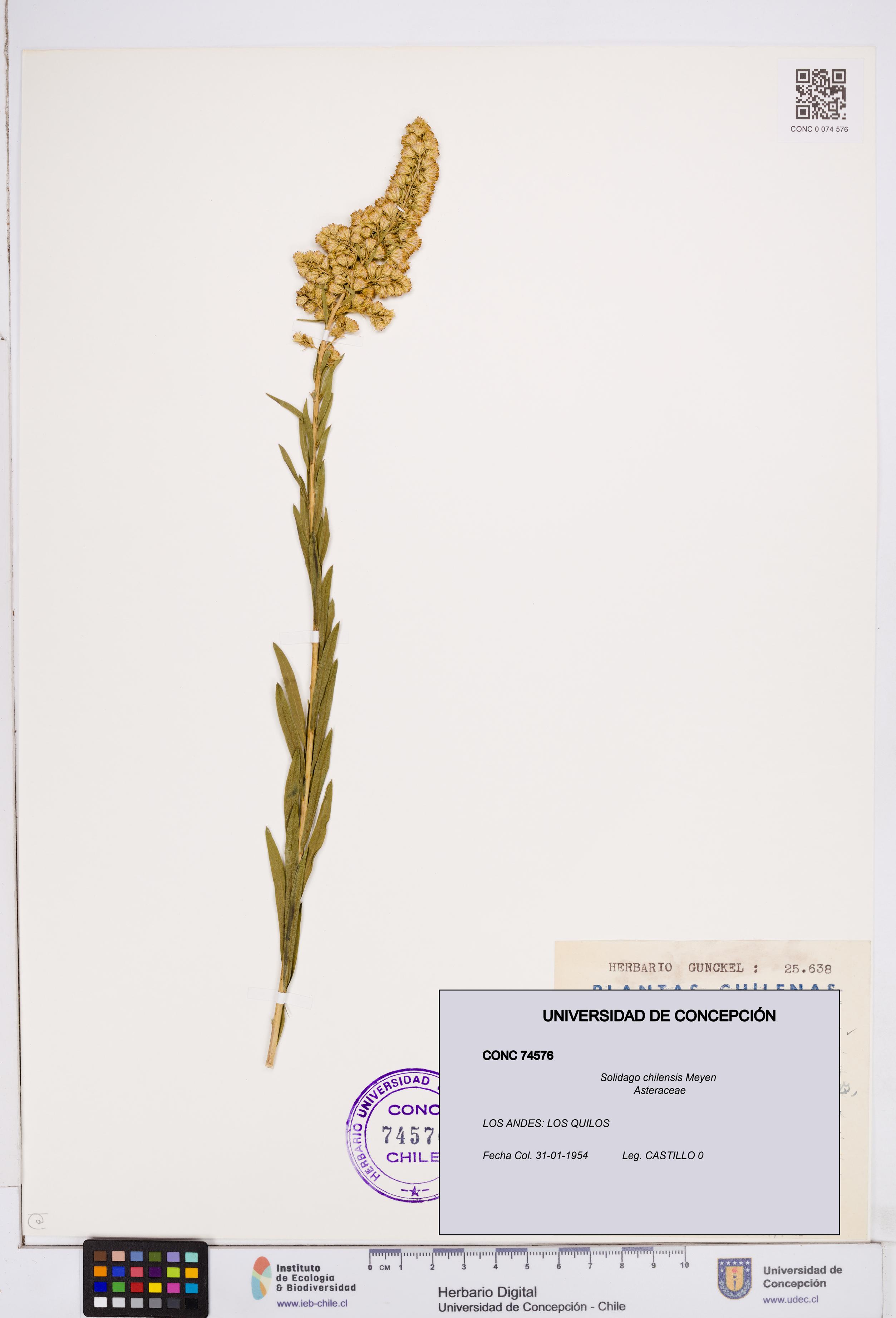 Solidago chilensis [Espécimen: ]