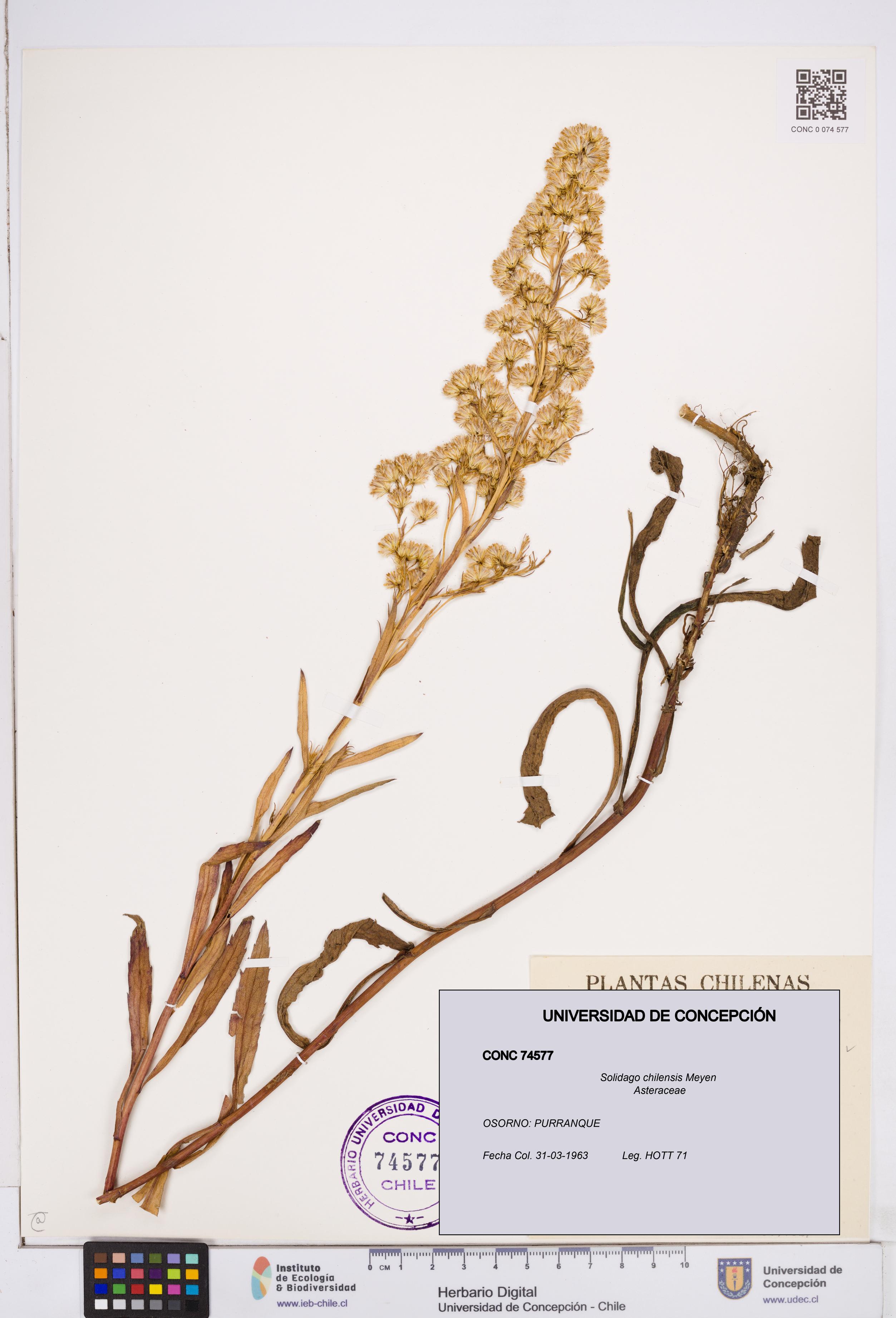 Solidago chilensis [Espécimen: ]