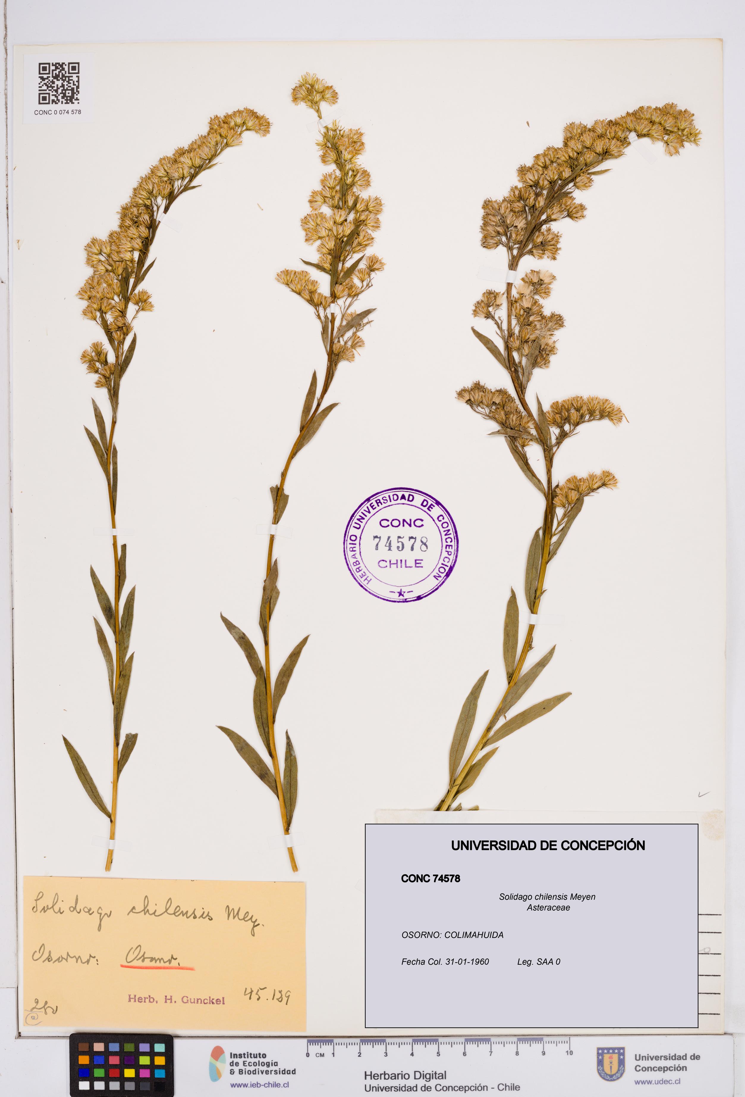 Solidago chilensis [Espécimen: ]