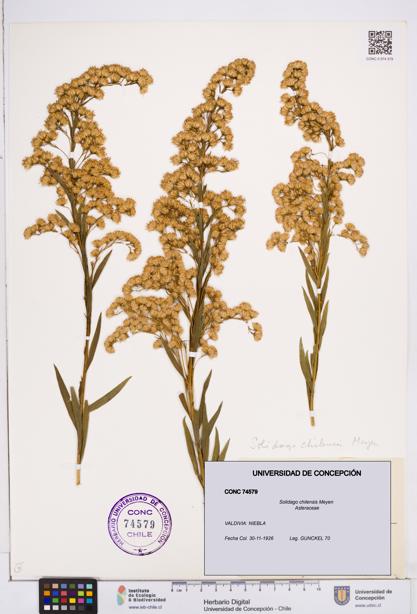 Solidago chilensis [Espécimen: ]