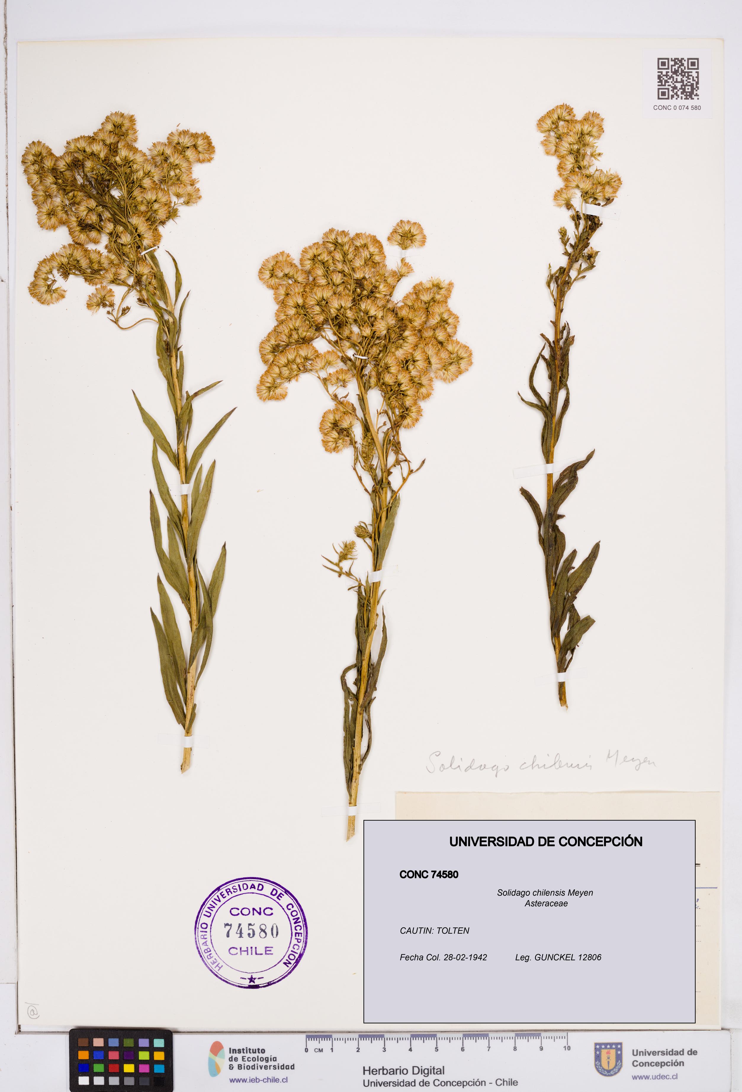 Solidago chilensis [Espécimen: ]