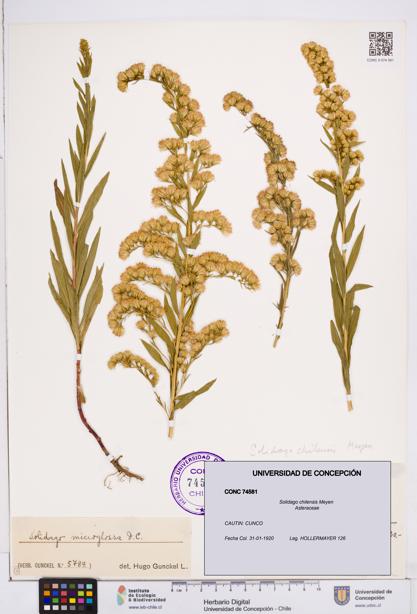 Solidago chilensis [Espécimen: ]