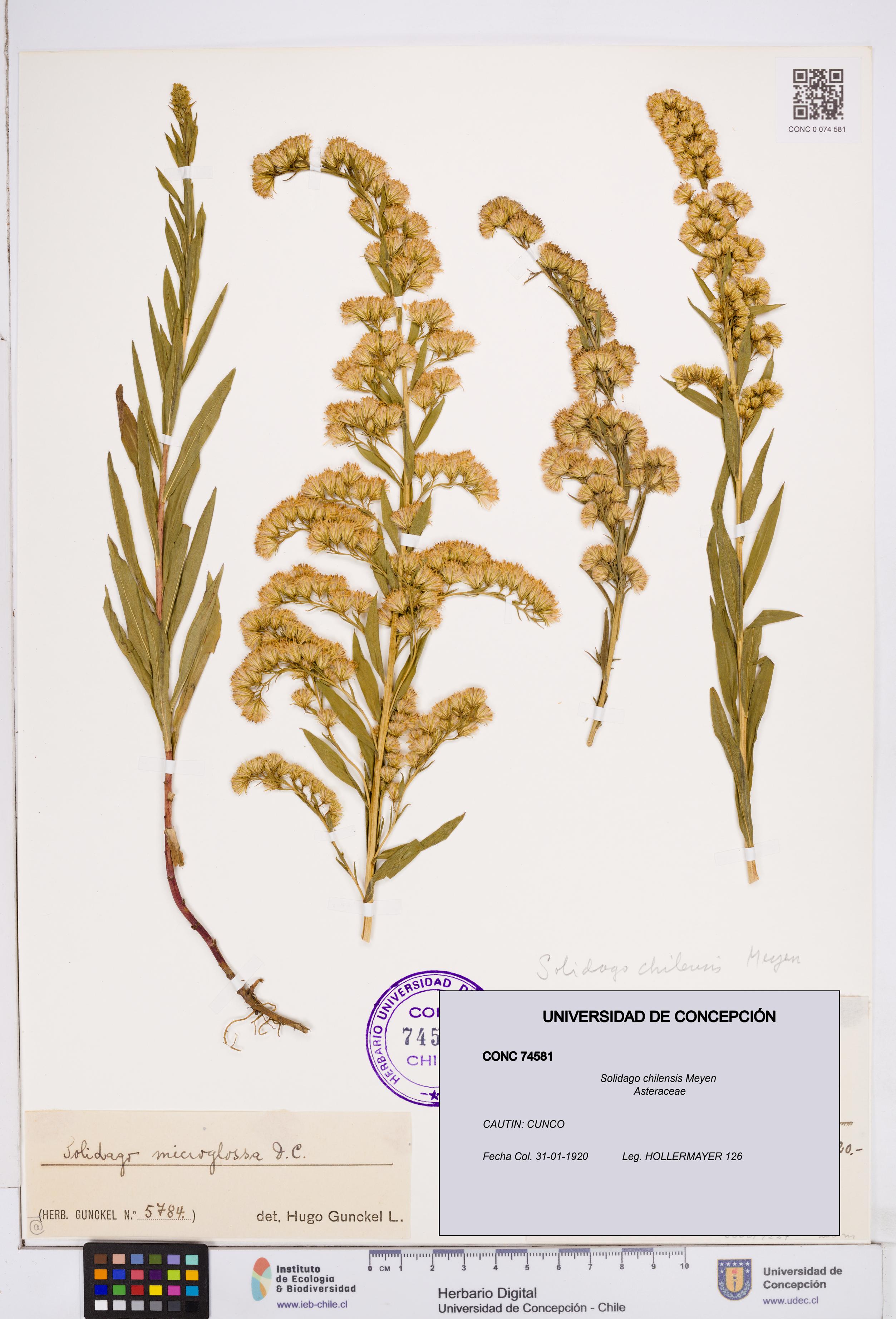 Solidago chilensis [Espécimen: ]