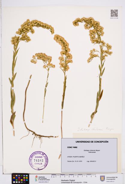 Solidago chilensis [Espécimen: ]
