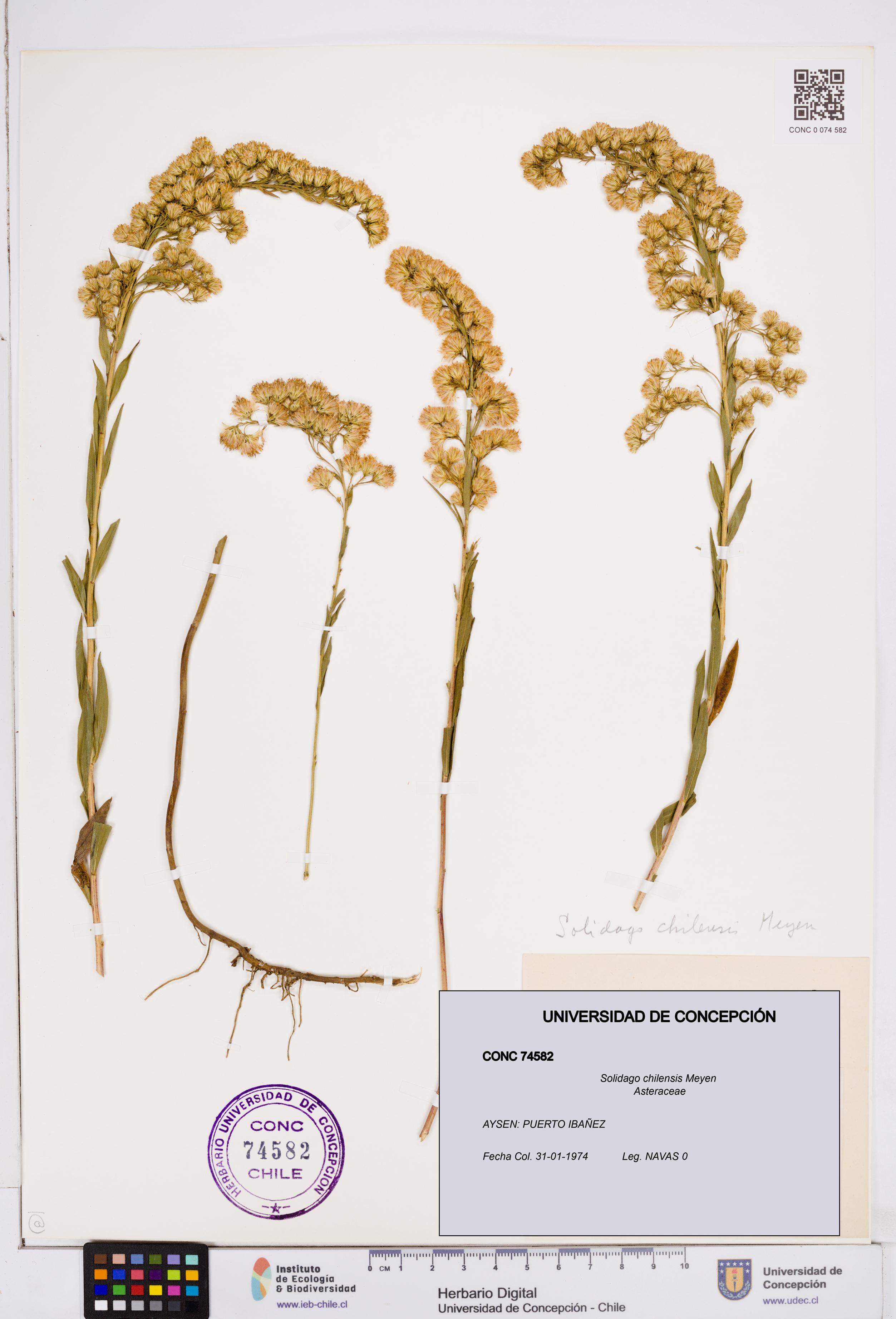 Solidago chilensis [Espécimen: ]
