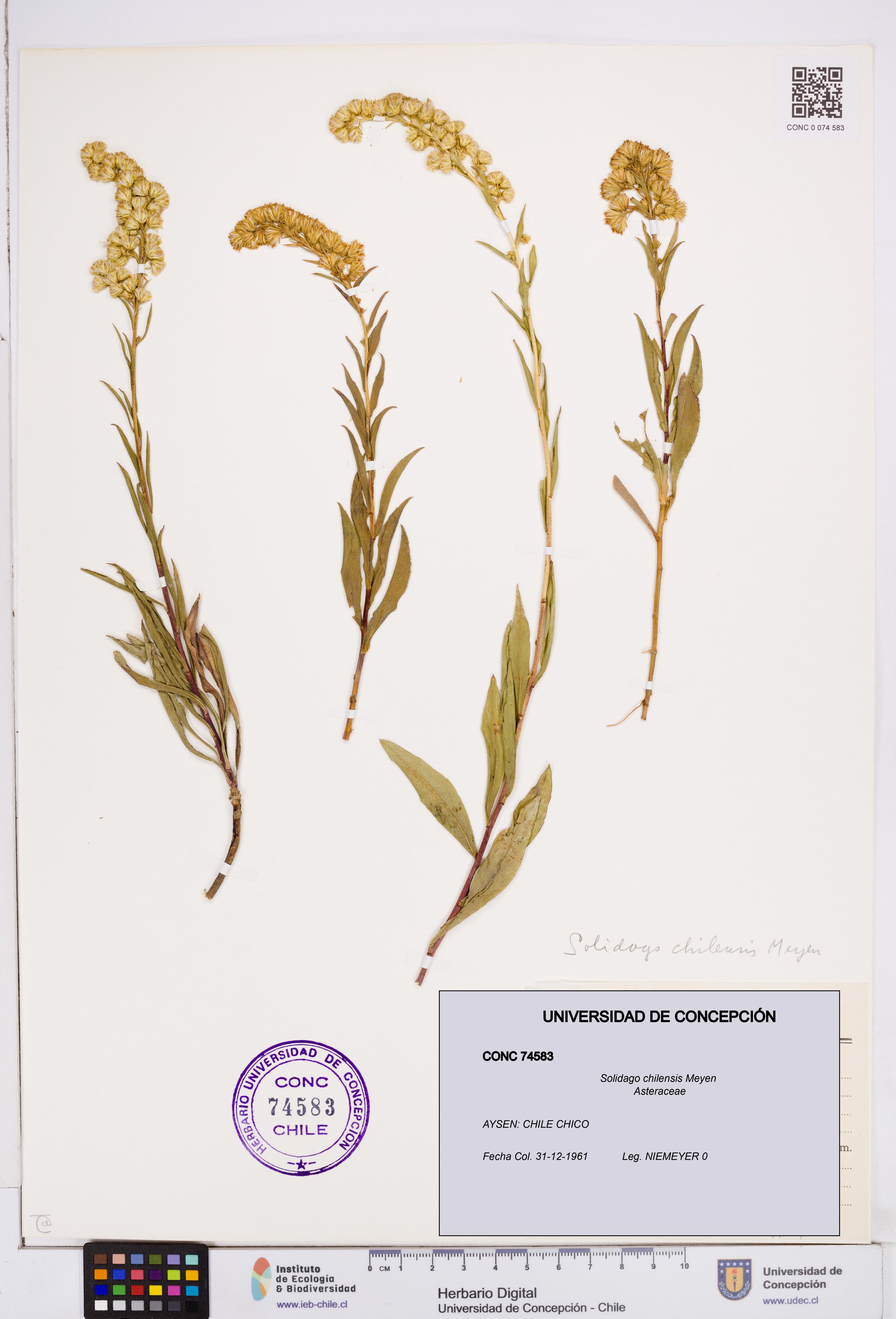 Solidago chilensis [Espécimen: ]