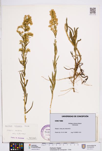 Solidago chilensis [Espécimen: ]
