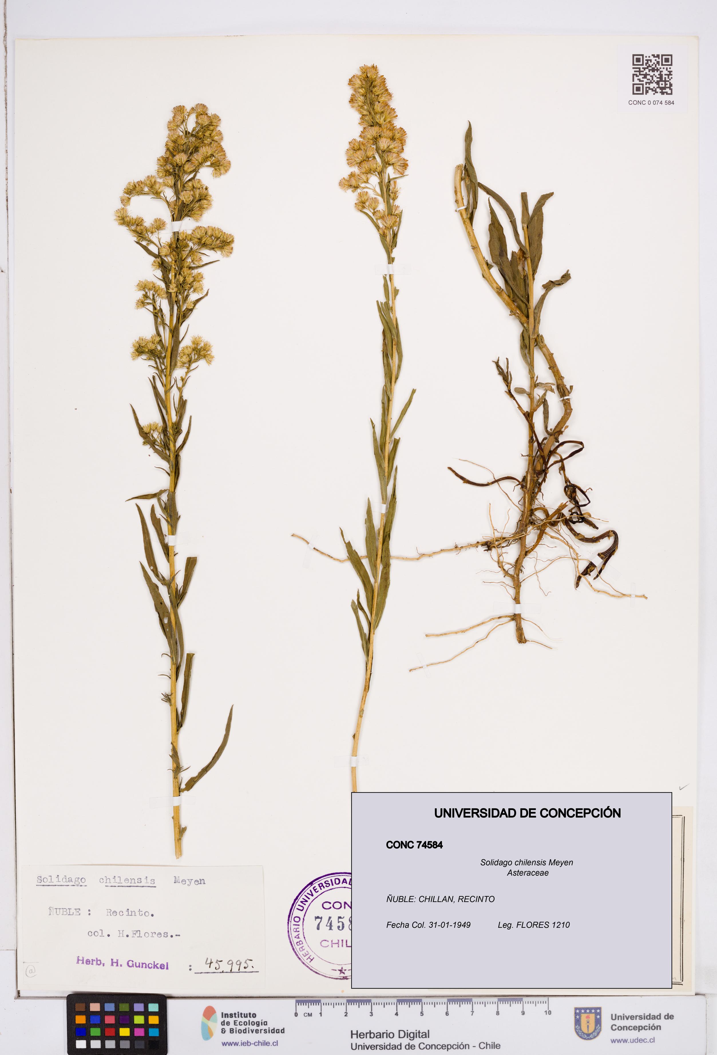 Solidago chilensis [Espécimen: ]