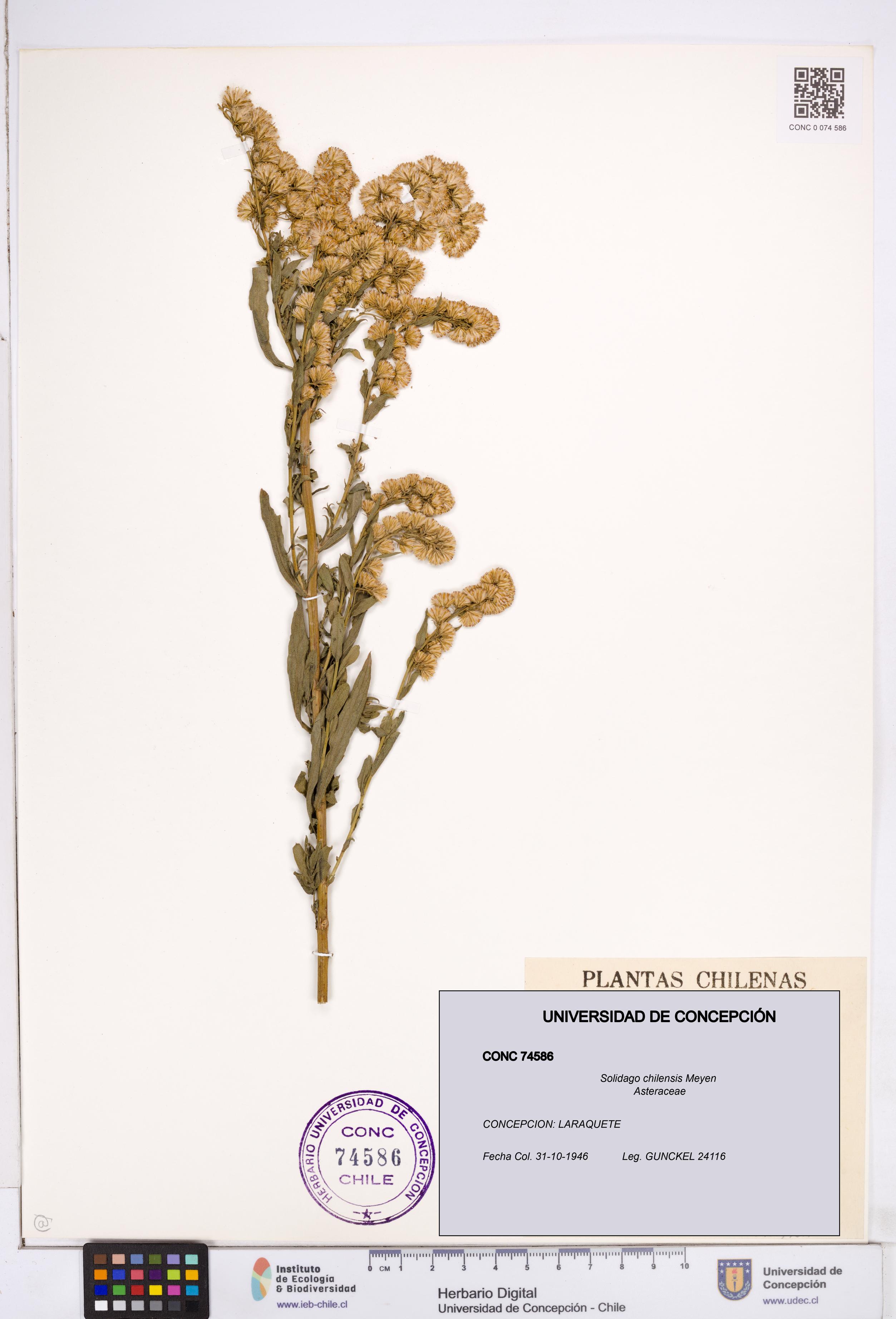 Solidago chilensis [Espécimen: ]