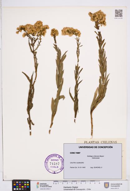Solidago chilensis [Espécimen: ]