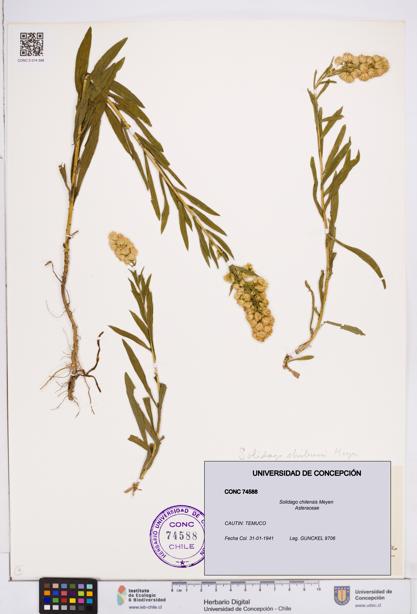 Solidago chilensis [Espécimen: ]