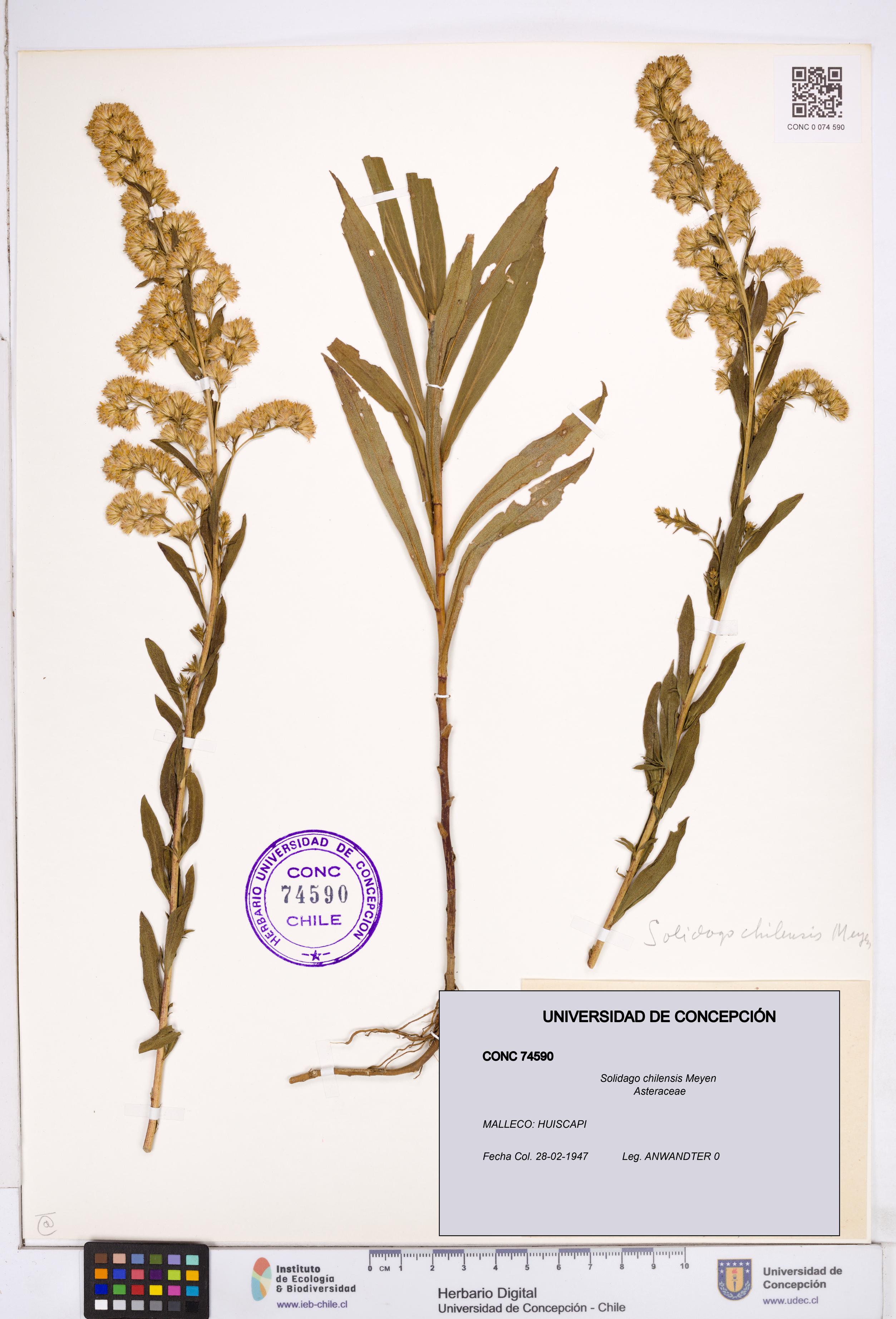 Solidago chilensis [Espécimen: ]