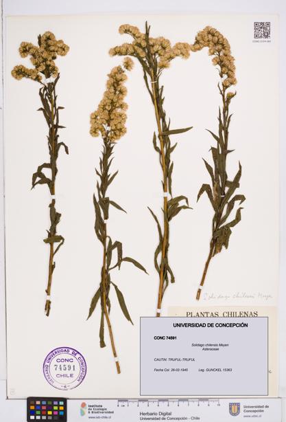 Solidago chilensis [Espécimen: ]