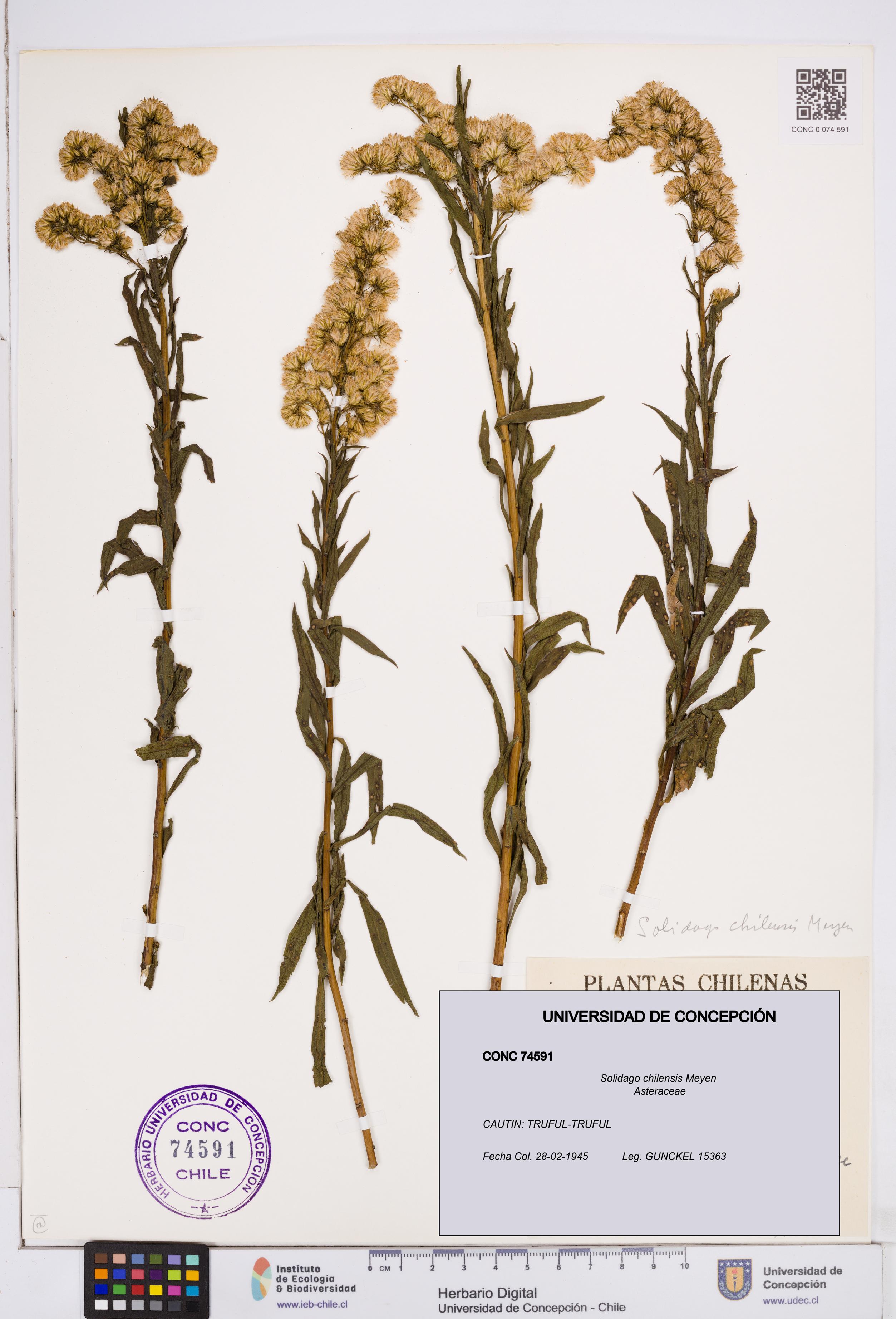 Solidago chilensis [Espécimen: ]